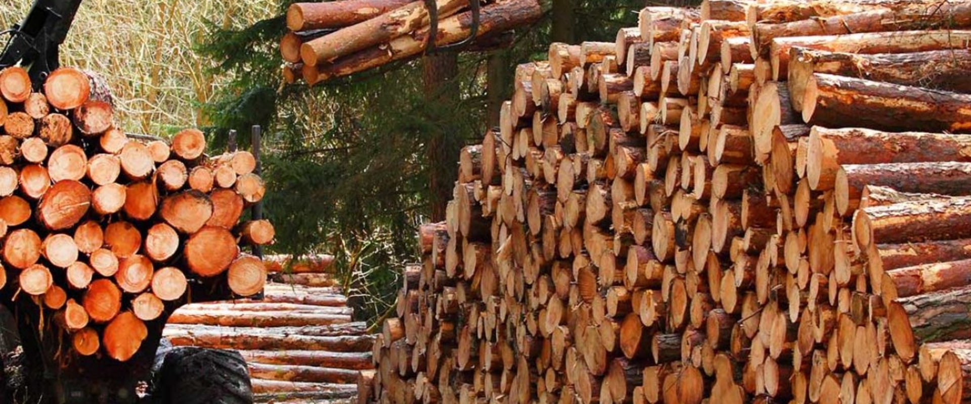 How big is the forestry industry in the us?