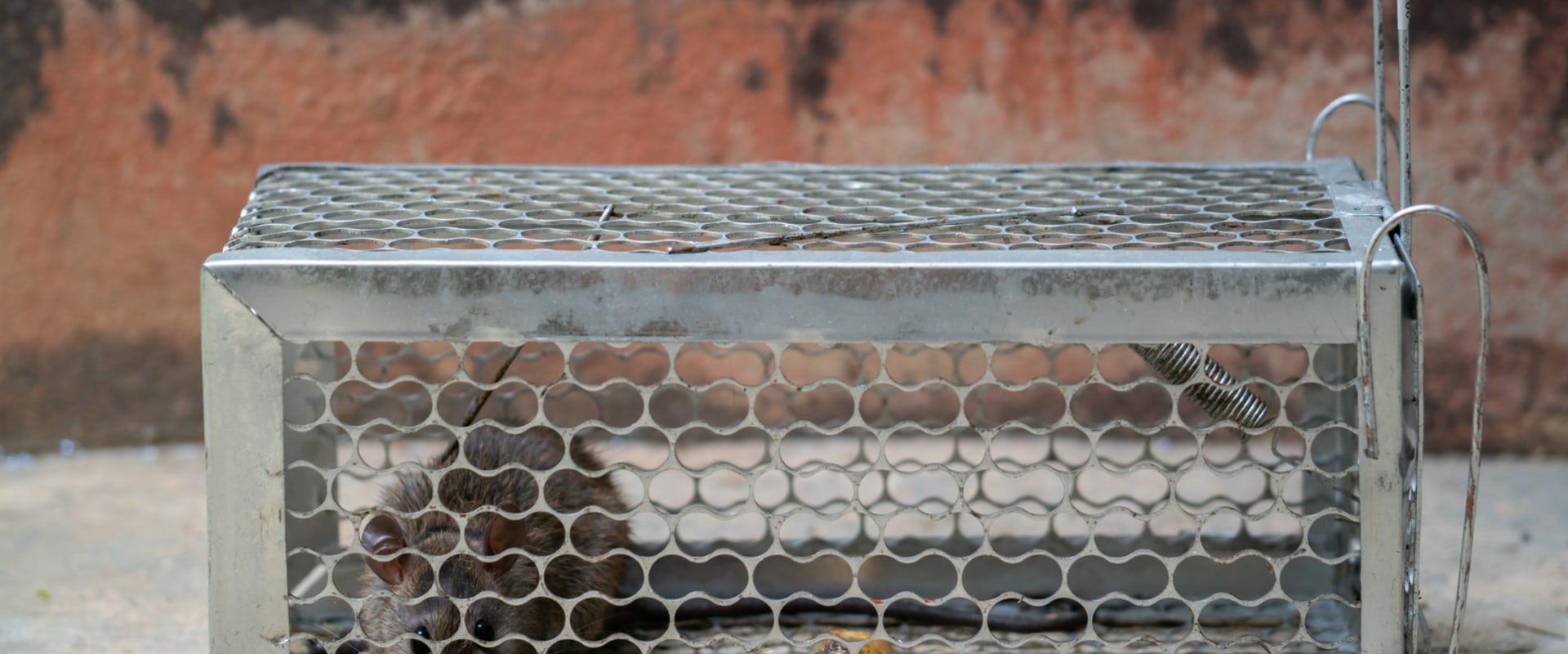 The Impact Of Rat Control On Urban Forestry In Texas