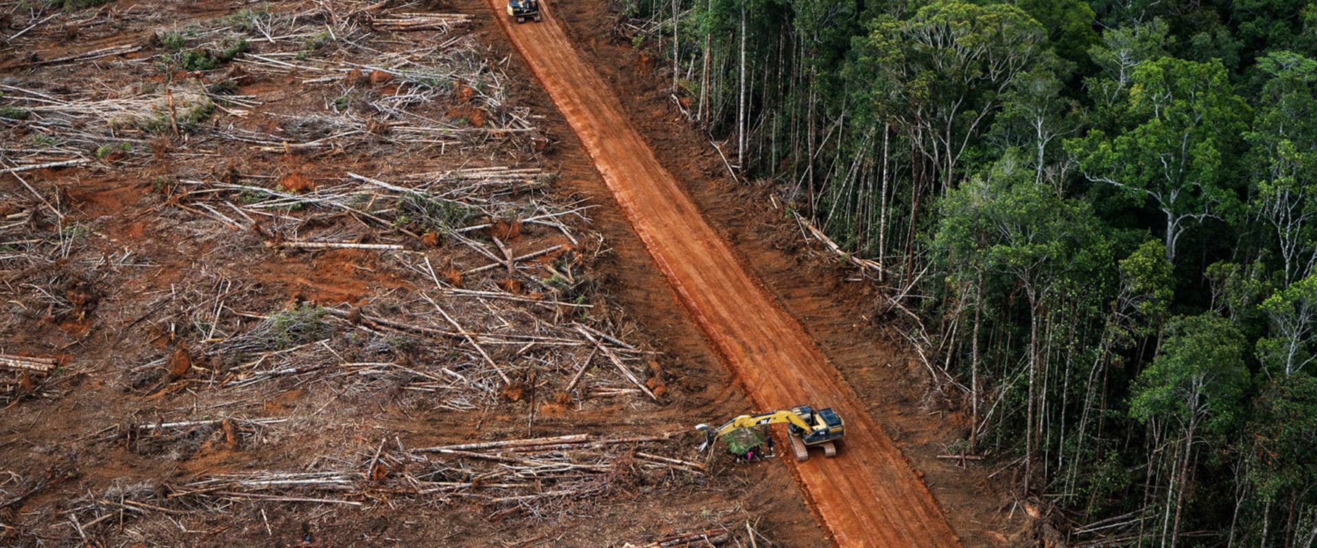 How long until all forests are gone?