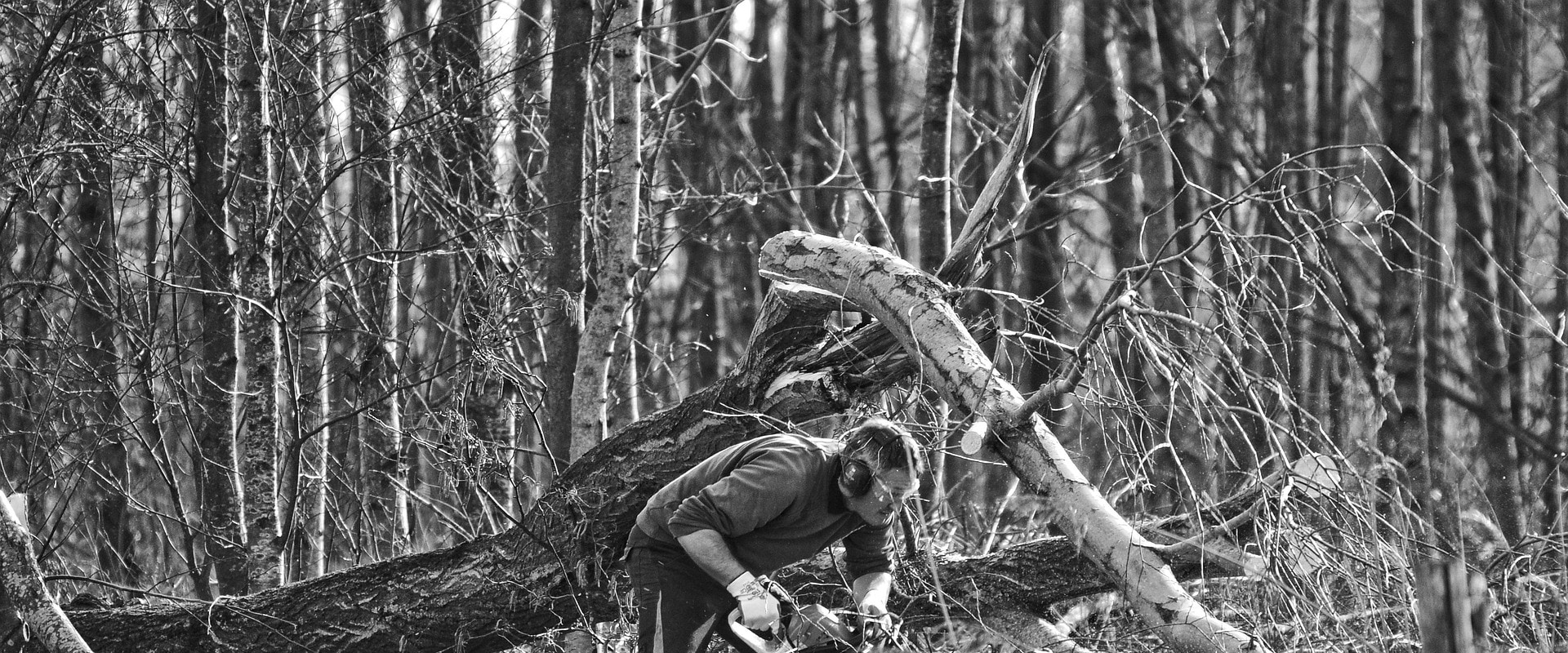 Urban Forestry: The Importance of Tree Trimming in South Lake Tahoe