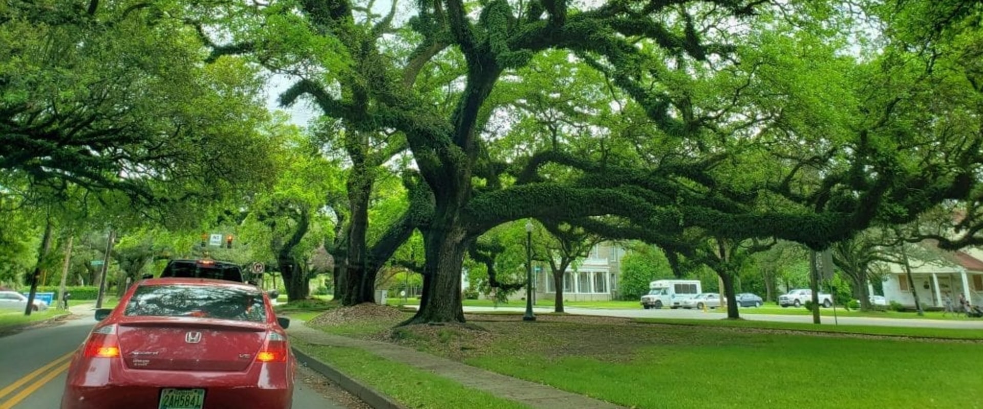 What defines an urban forest?