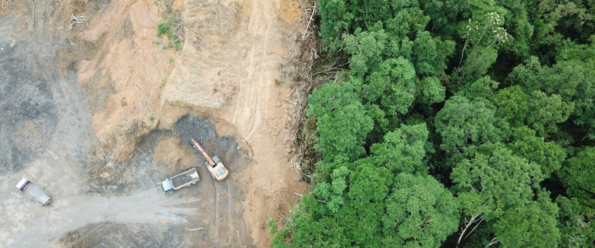 Are the earth's forests disappearing?