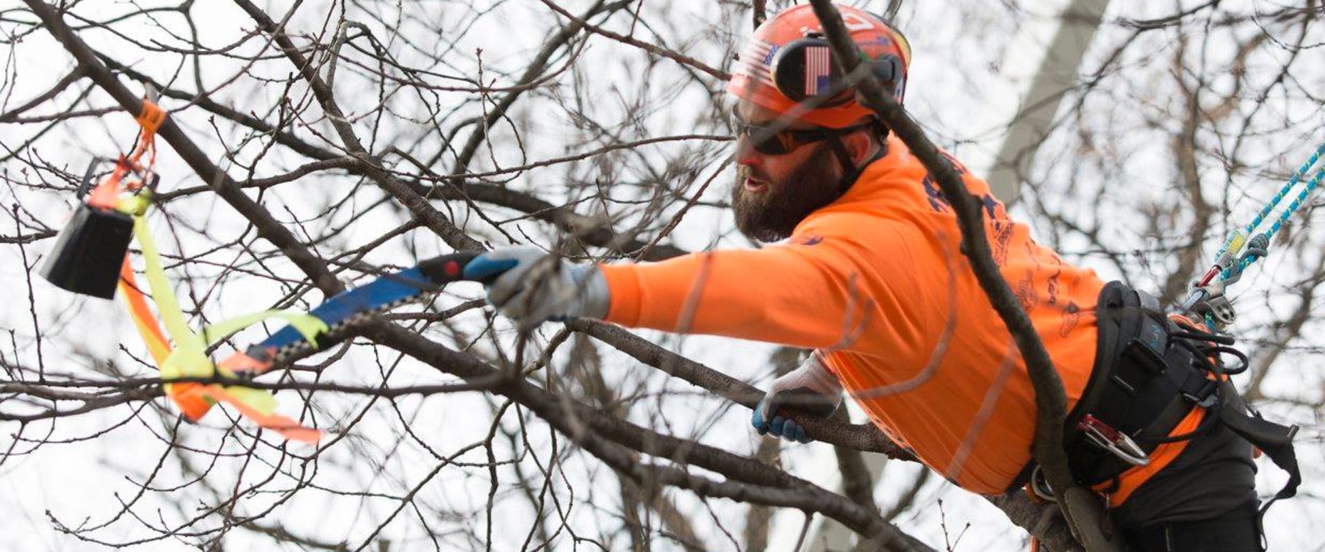 What's the difference between a forester and an arborist?