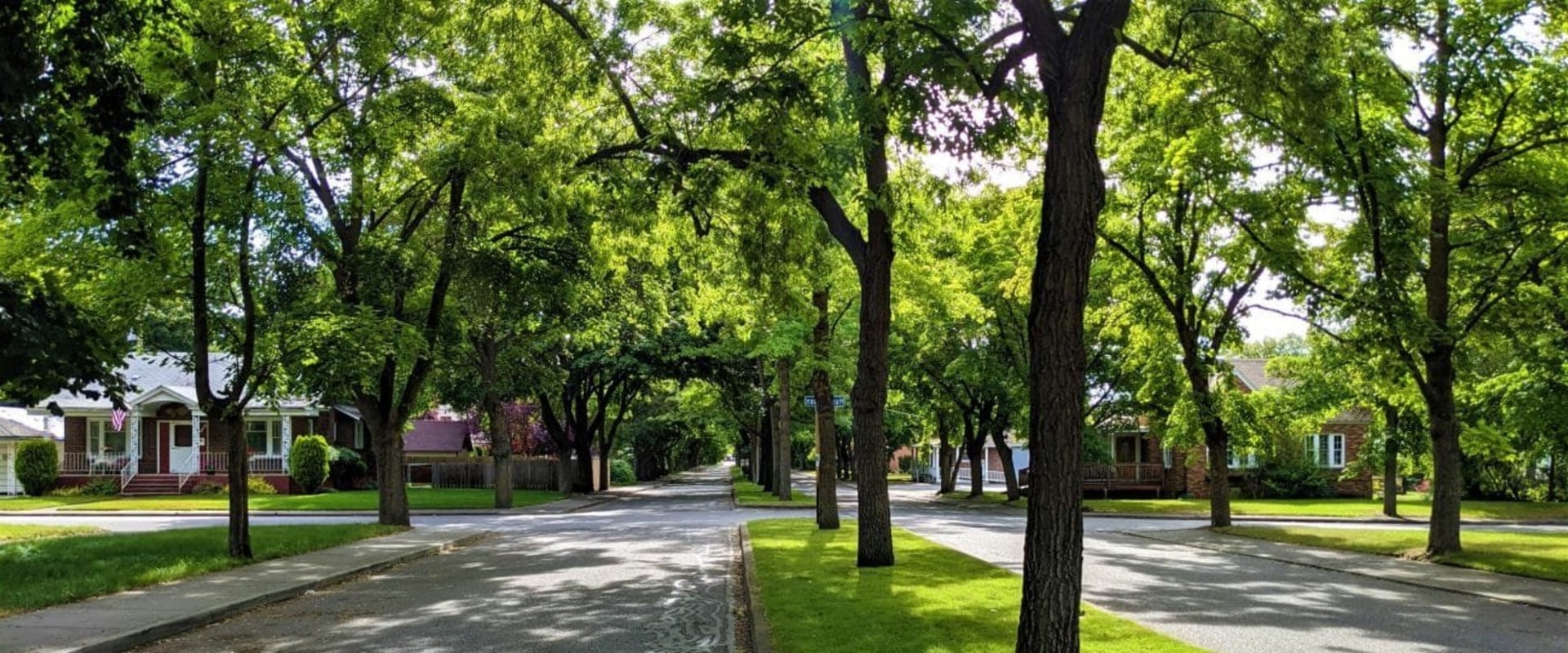 What is an urban tree canopy?