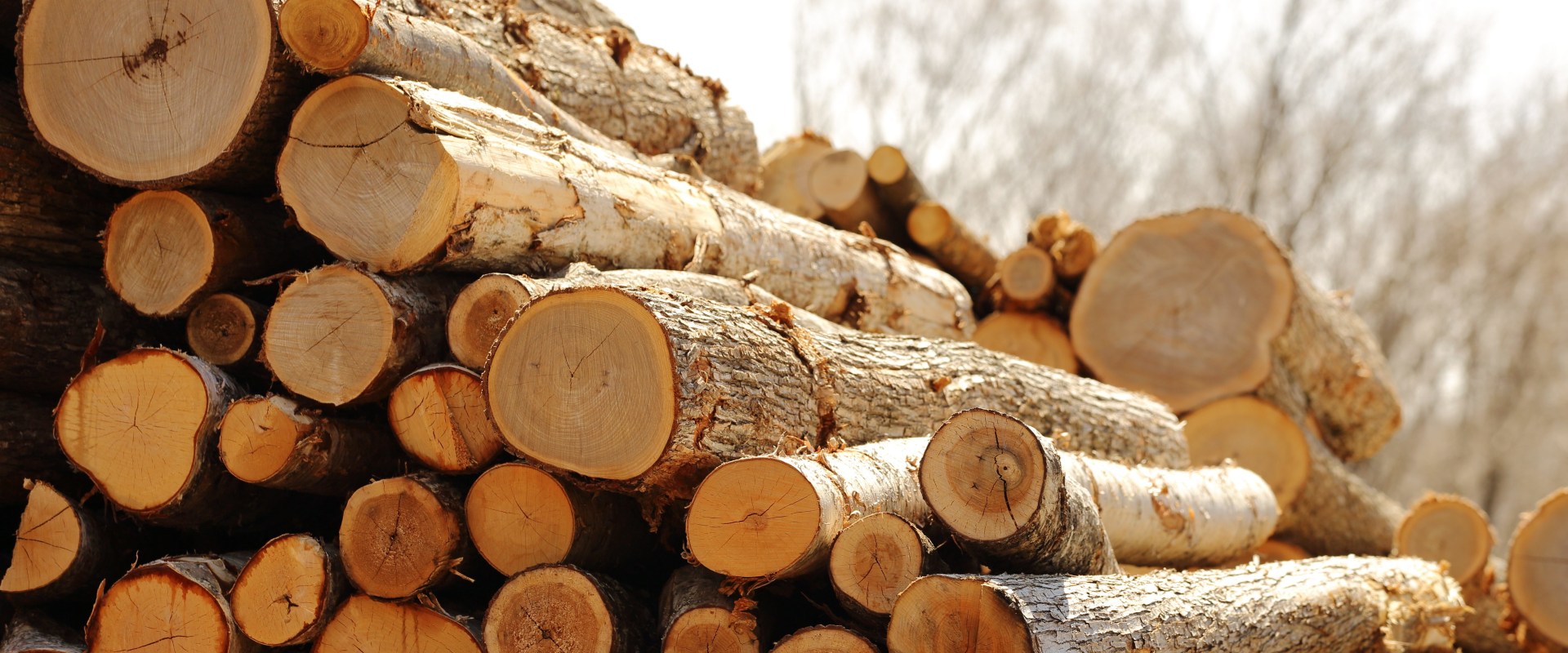 Is the forestry industry growing?