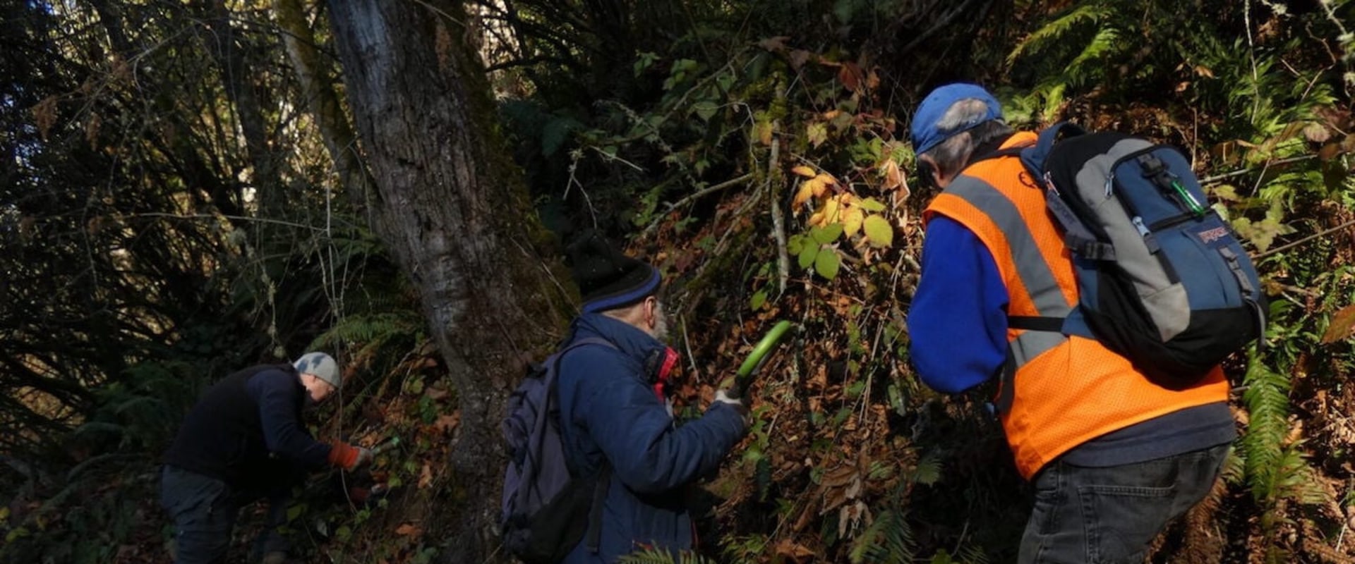 What does an urban forester do?