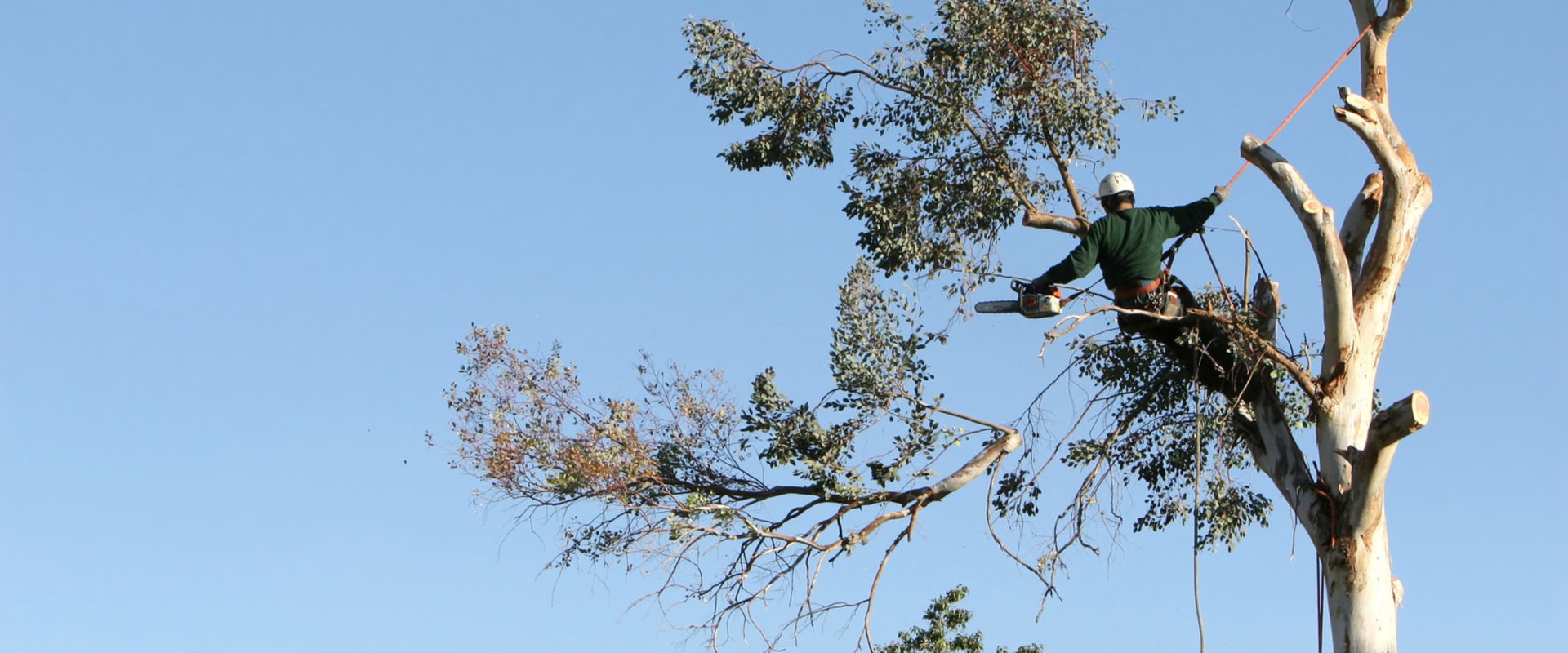 Urban Forestry In Mississippi: A Short 101