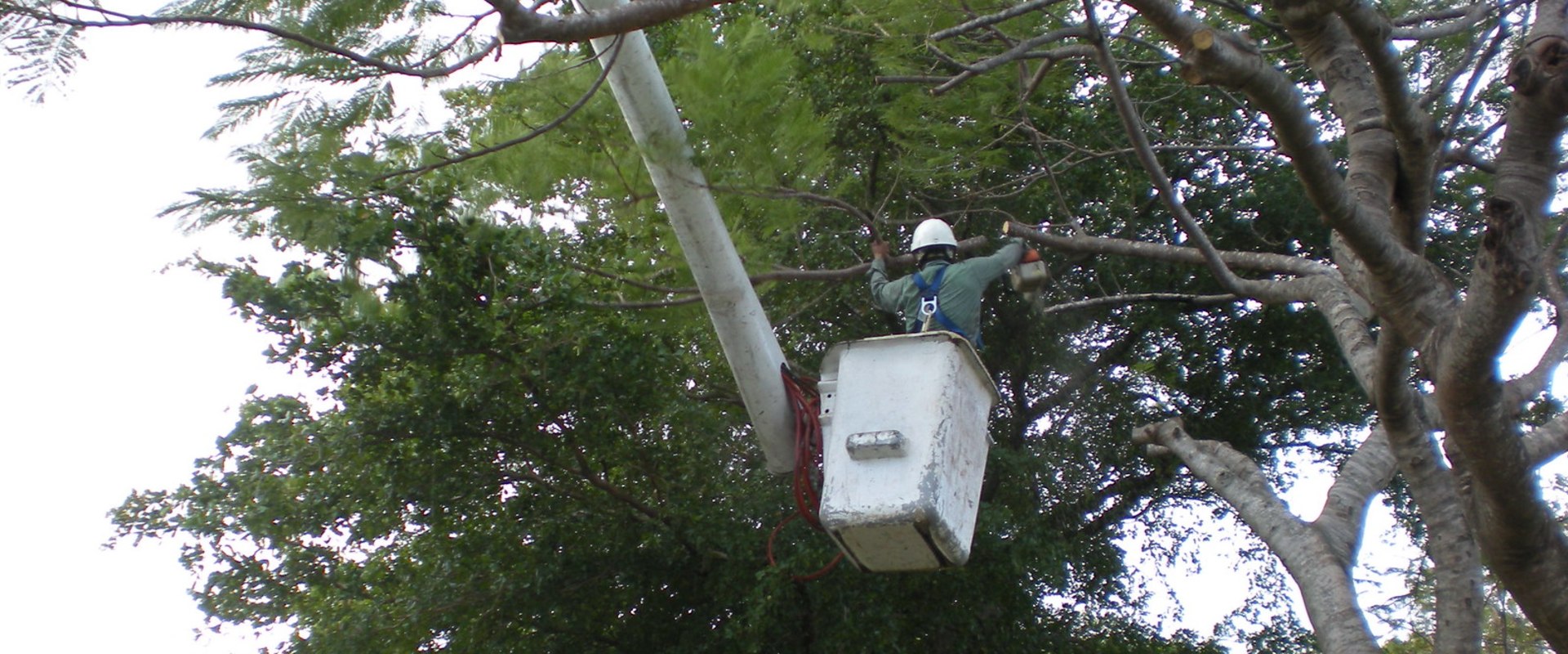 The Science Of Urban Forestry In Lubbock: How Trimming Can Promote Healthy Tree Growth