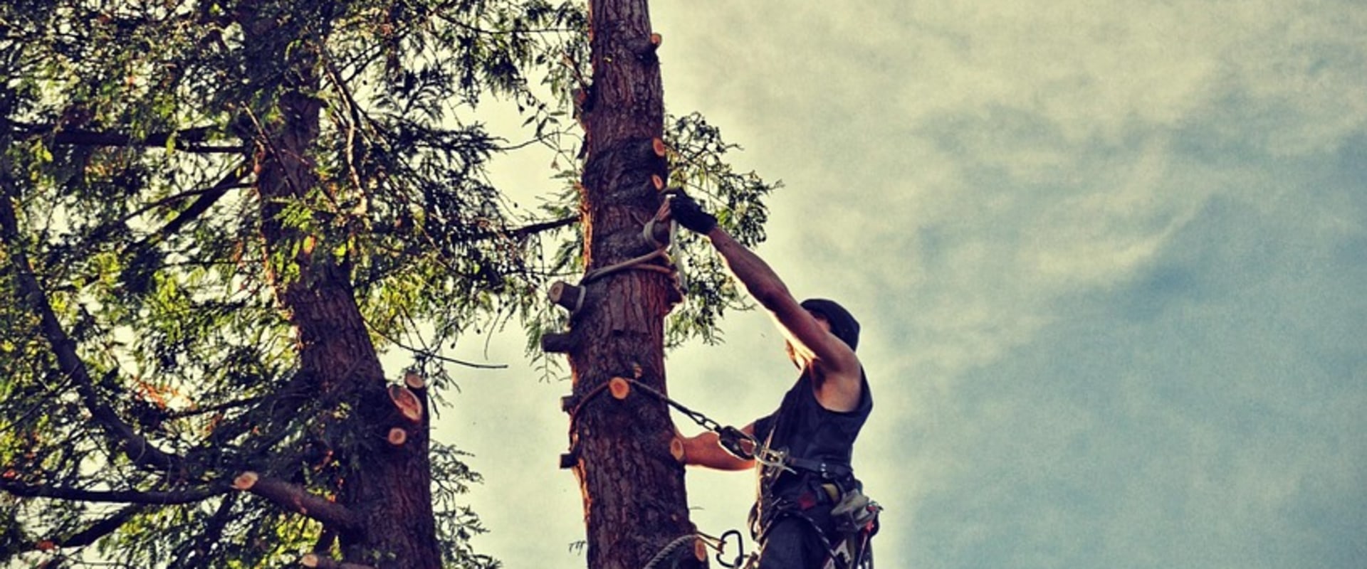 Elevate Urban Forestry with Woodlawn's Expert Tree Services