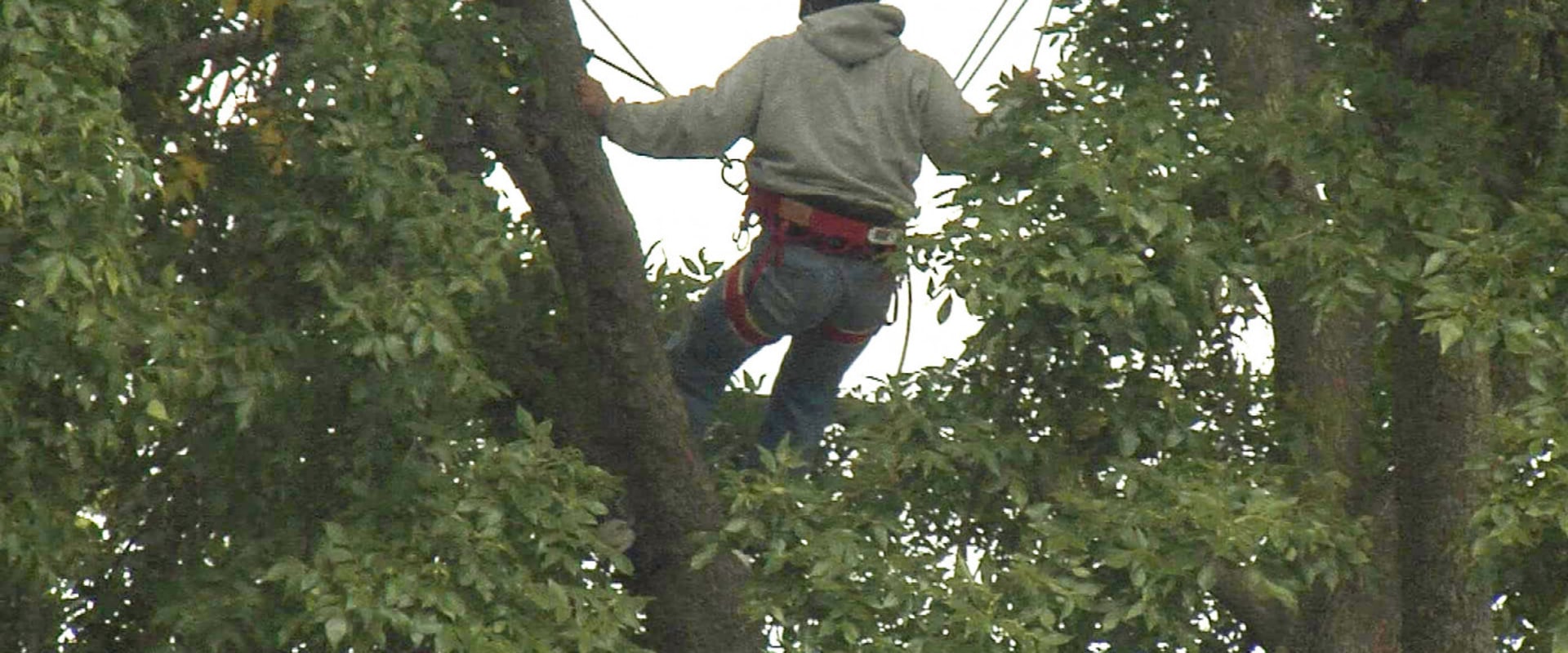 What is urban forestry arboriculture?