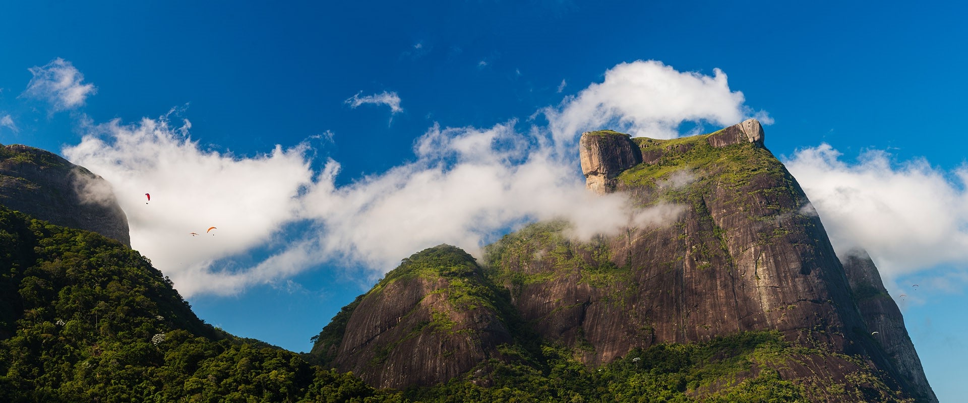 What is the largest urban forest in the world?