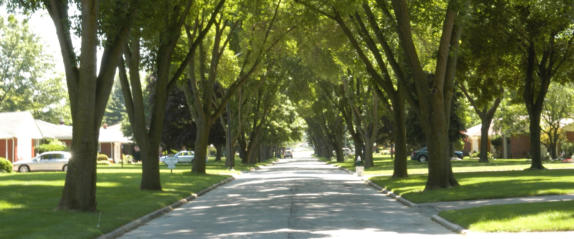 What are 2 benefits to having trees in urban areas?