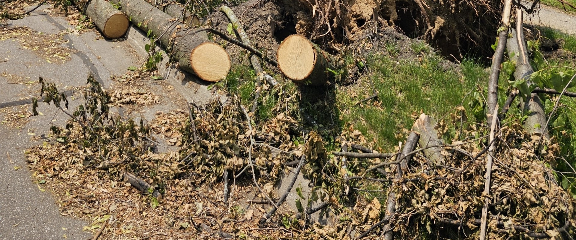 Urban Forestry In Action: The Impact Of Tree Companies In Kalamazoo, MI