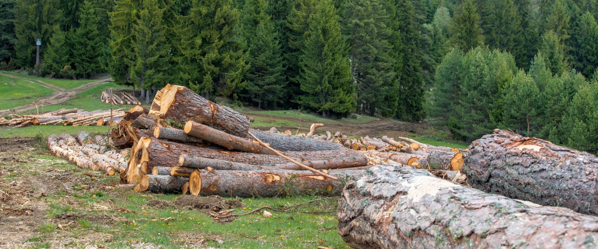 What country has the biggest forestry industry?