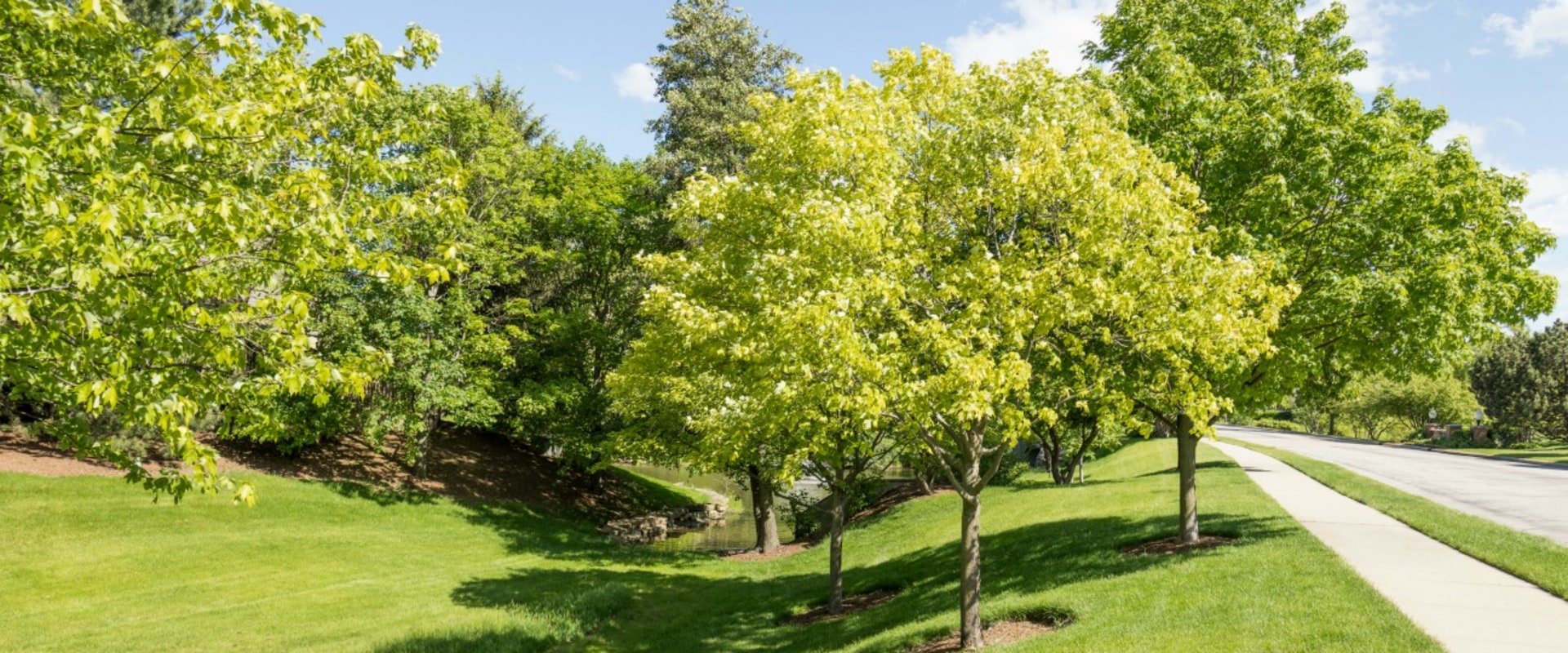 What are the benefits of urban trees?