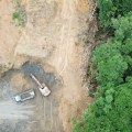 Are the earth's forests disappearing?