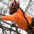 What's the difference between a forester and an arborist?