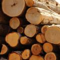Is the forestry industry growing?