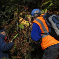 What does an urban forester do?