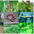 Improving Urban Forestry In Las Vegas: The Vital Contribution Of Pest Exterminator Services
