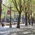 What is an urban tree?