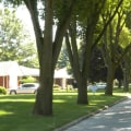 What are some of the benefits of urban trees?