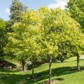 What are the benefits of urban trees?