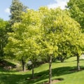 What are the benefits of urban trees?