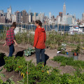 What is the purpose of urban farming?