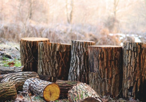 What You Need To Know To Get Started With Urban Forestry