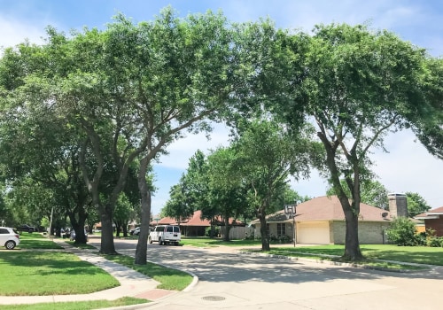 Preserving Urban Canopy: Professional Tree Service Solutions For Urban Forestry In New Tampa, FL