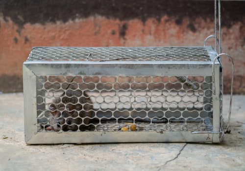 The Impact Of Rat Control On Urban Forestry In Texas