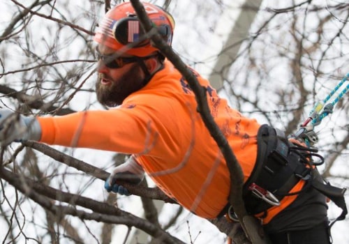 What's the difference between a forester and an arborist?