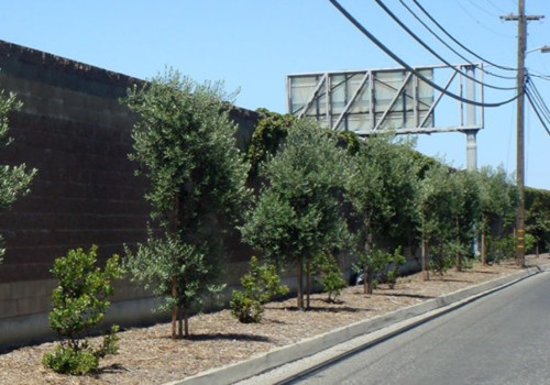 How do urban trees benefit society?