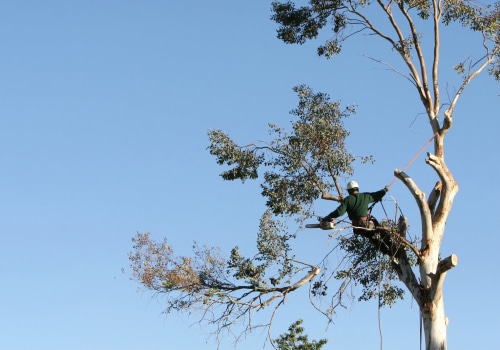 Urban Forestry In Mississippi: A Short 101