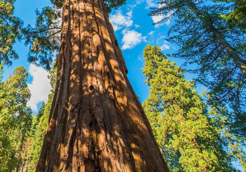 What forest management means?
