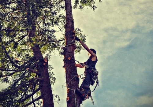 Urban Forestry & Safe Tree Removal in Virginia Beach