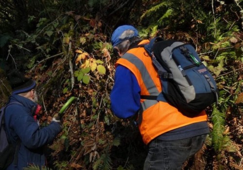 From Concrete Jungle To Green Haven: How Can A Tree Service Help In Urban Forestry In Leesburg