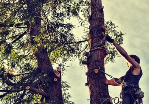 Elevate Urban Forestry with Woodlawn's Expert Tree Services