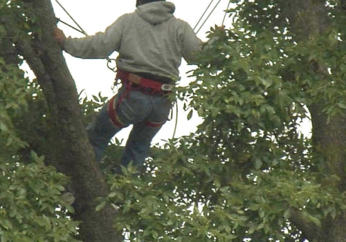 What is urban forestry arboriculture?