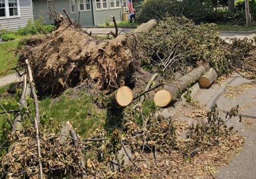 Urban Forestry In Action: The Impact Of Tree Companies In Kalamazoo, MI