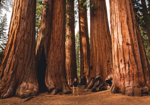 Where is the biggest forest in california?