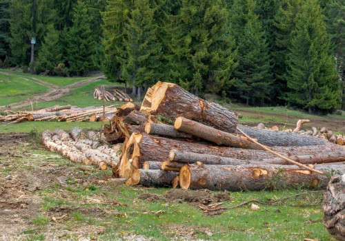What country has the biggest forestry industry?