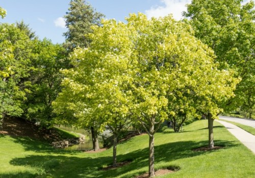 What are the benefits of urban trees?