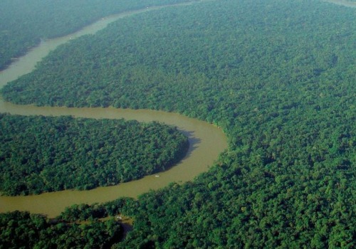 What is the biggest forest in the world?