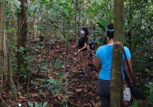 What are urban and community forests?