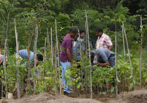 What is miyawaki forest method?